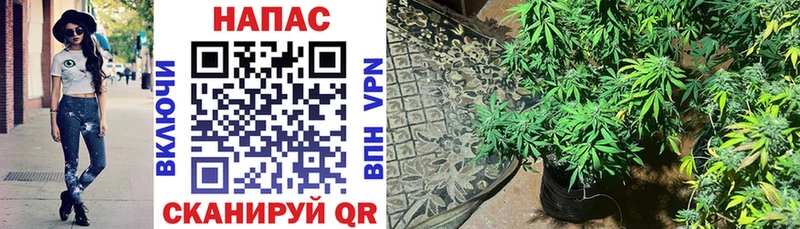Купить  Власиха  Конопля Bruce Banner 